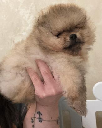 Pomerania/ spitz nano tedesco