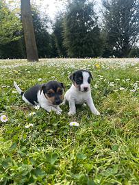 Cucciole di jack russel
