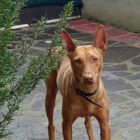 Cirneco dell' Etna maschio