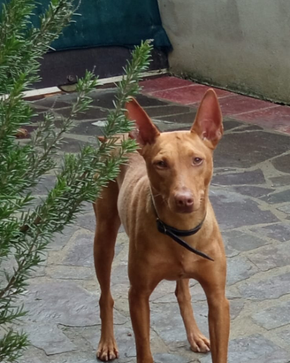 Cirneco dell' Etna maschio