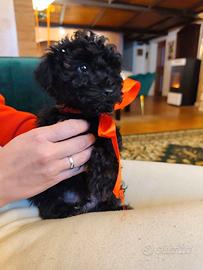 Barboncino Toy maschio (Nero e Silver)