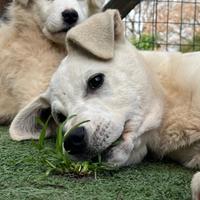 Cuccioli mix maremmano