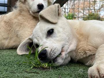 Cuccioli mix maremmano