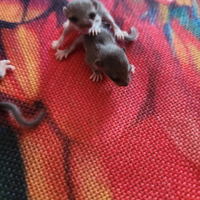 Minighiro ancestrale