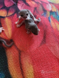 Minighiro ancestrale