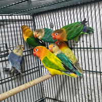 Inseparabili fhiscer