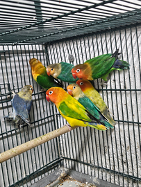 Inseparabili fhiscer