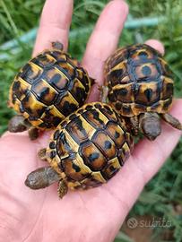 Tartarughe