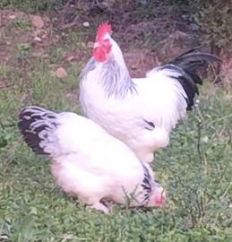 Pulcini di sundheimer grandi