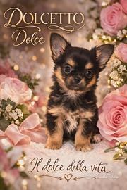 Chihuahua cucciolo Dolcetto