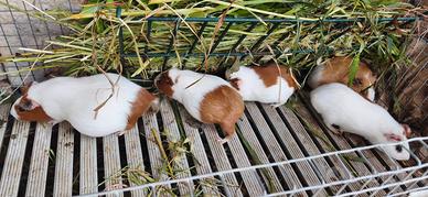 Cavie o porcellini d'india