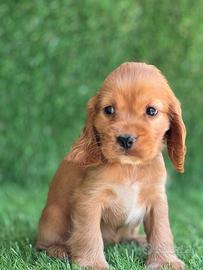 Cocker