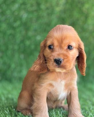 Cocker