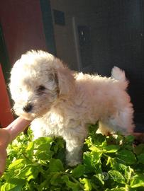 Barboncini Toy cuccioli maschi