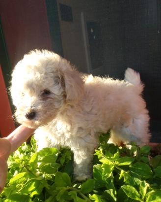 Barboncini Toy cuccioli maschi