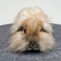 Cuccioli coniglio ariete nano