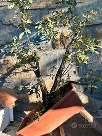 Pre bonsai quercia yamadori