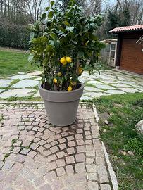 Piante di limone