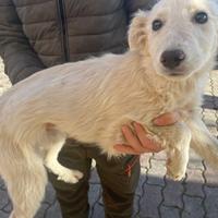 Ultima cucciola di 4 mesi futura tg media