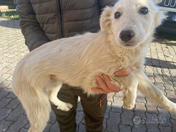 Ultima cucciola di 4 mesi futura tg media