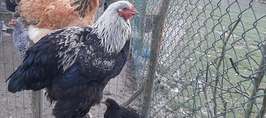 Gallo Brahma