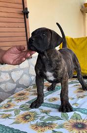 Cuccioli presa/dogo canario