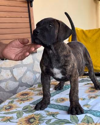 Cuccioli presa/dogo canario