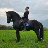 Stallone Frisone sella e carrozza