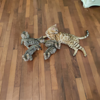 Gattini bengala