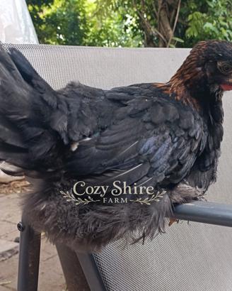Marans pulcinotti