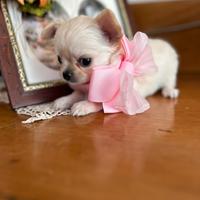 Chihuahua maschi e femmine