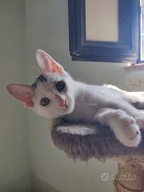 Pakko gattino 2 mesi
