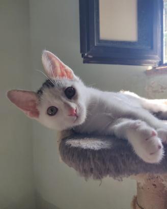 Pakko gattino 2 mesi