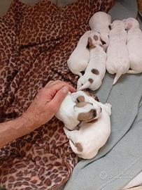 Jack Russell terrier