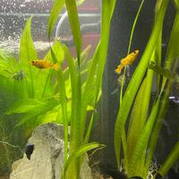 Piante per Acquario, Vallisneria Giant