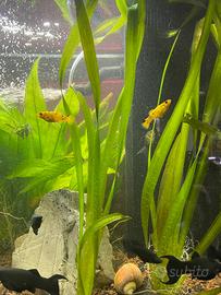 Piante per Acquario, Vallisneria Giant