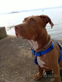 Cucciolo Pit Bull Red Nose