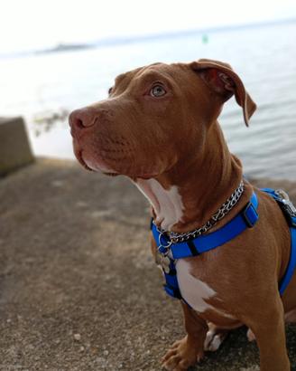 Cucciolo Pit Bull Red Nose