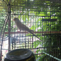 Parroccetto gruppone rosso