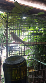 Parroccetto gruppone rosso