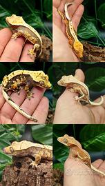 Geco ciliatus