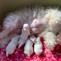 Cuccioli maltese