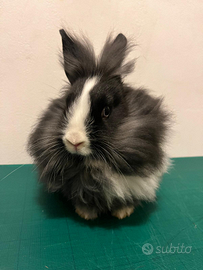 Conigli Nani