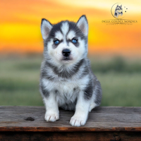 Siberian Husky