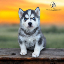 Siberian Husky