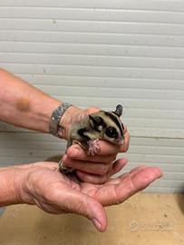 Petauro dello Zucchero