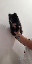 Spitz di Pomerania