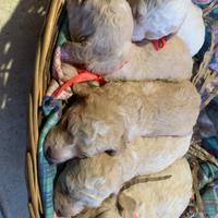 Cani per Tartufi e da compagnia Lagotto Romagnolo