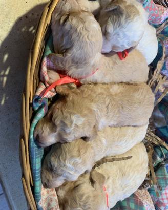 Cani per Tartufi e da compagnia Lagotto Romagnolo