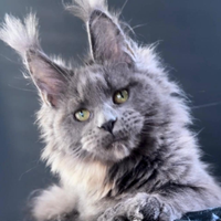 Maine coon femmina